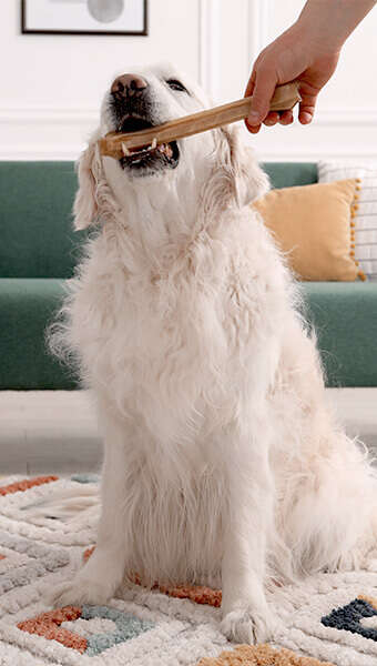 hund bekommt kaustange